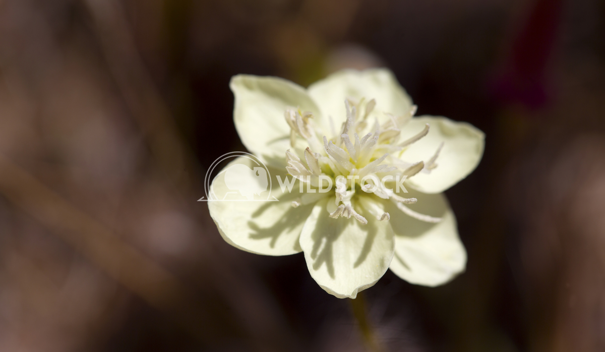White California Wild Flower 01 Ronnie Knox 