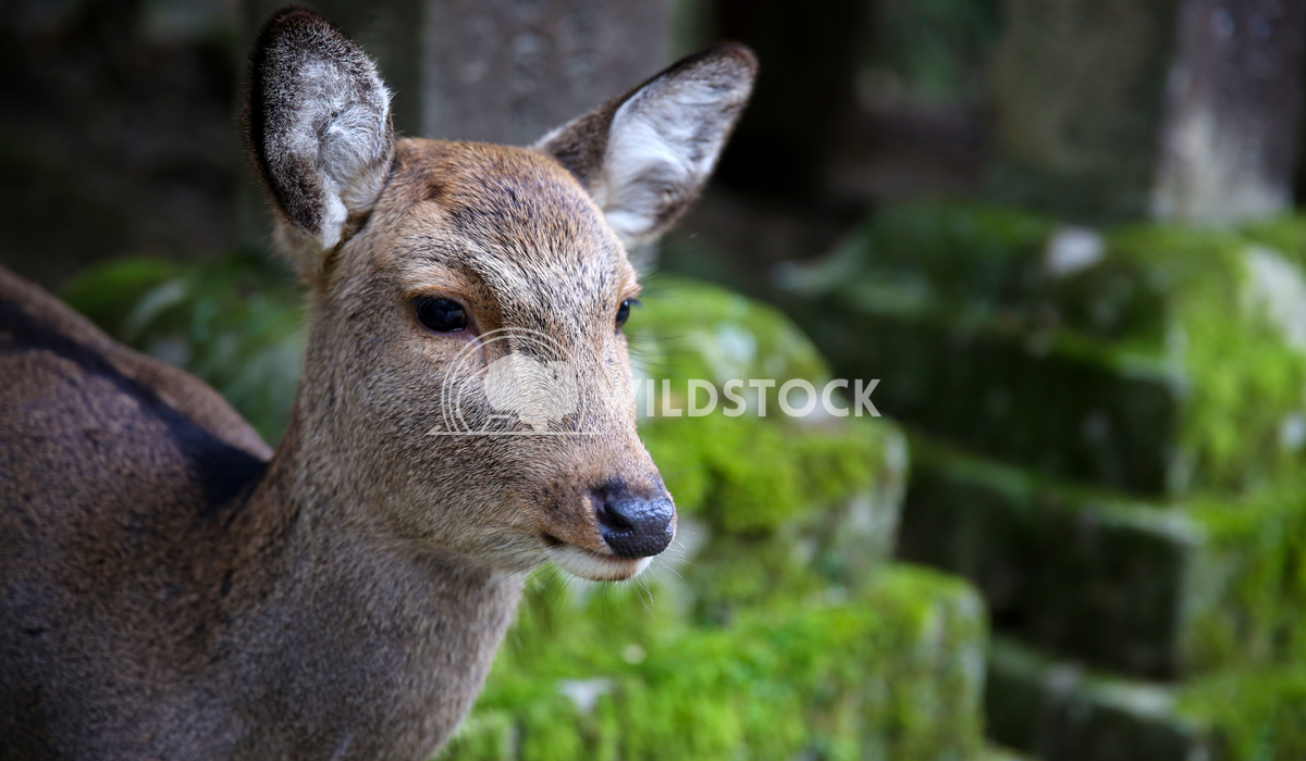 Sacred Deer Of Nara Japan 05 Ronnie Knox 