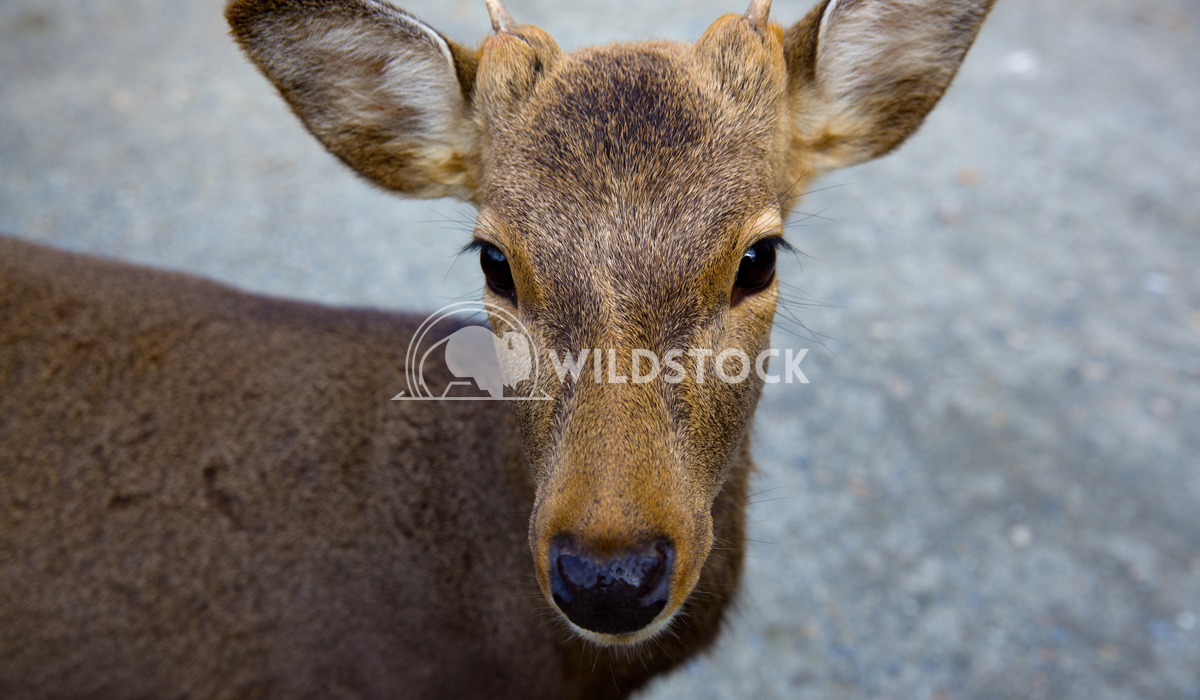 Sacred Deer Of Nara Japan 02 Ronnie Knox 