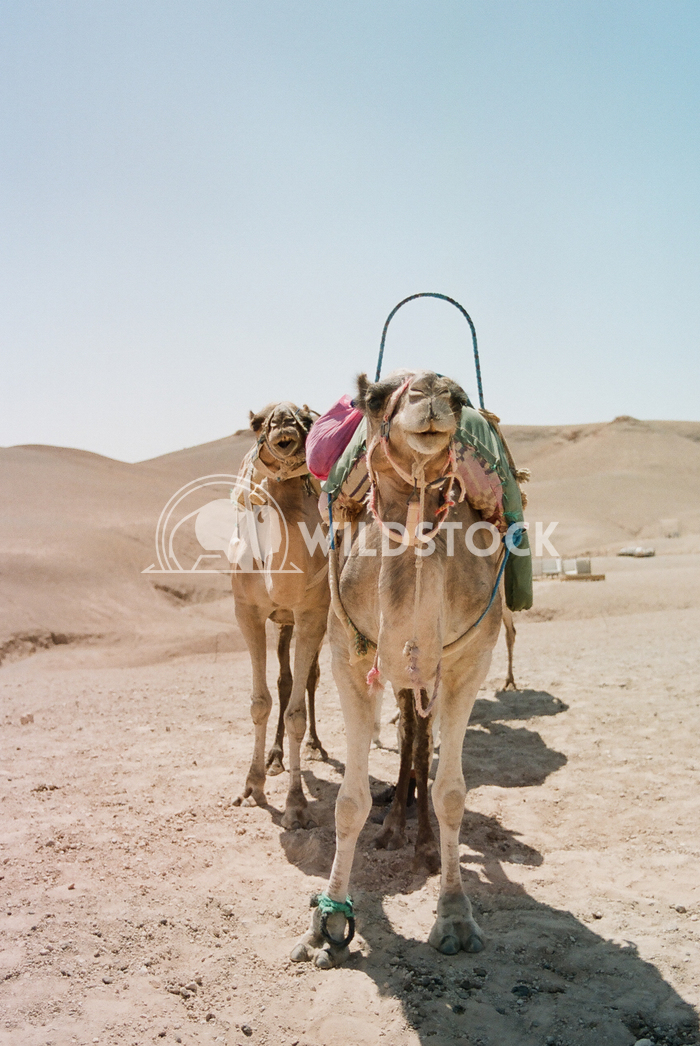 Camels in Morocco   