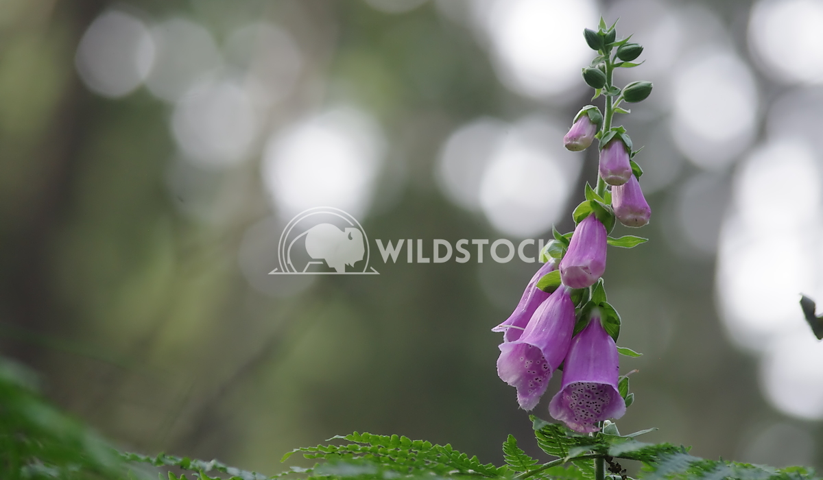 Foxglove Lars Fricke Foxglove in the mountain forest of Saxonia.