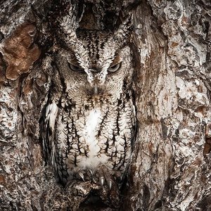 Owl camouflage disguise 30