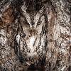 Owl camouflage disguise 30